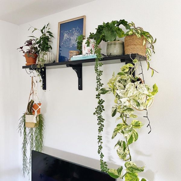 Foto: @karlijnsjungle