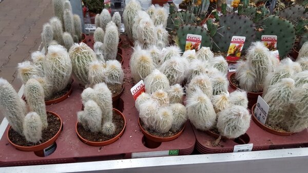 Cactussen en vetplanten