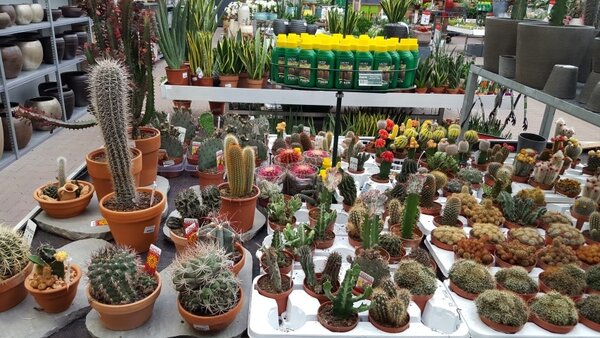 Cactussen en vetplanten