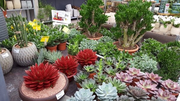 Cactussen en vetplanten