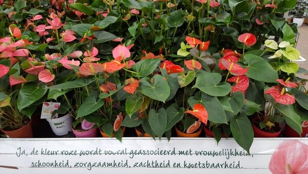 Bloeiende kamerplanten