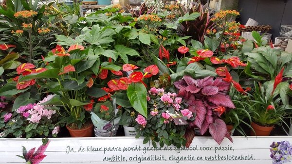 Bloeiende kamerplanten