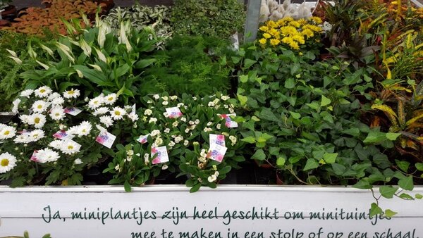 Bloeiende kamerplanten