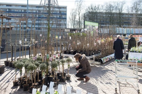 Bomen, heesters en coniferen