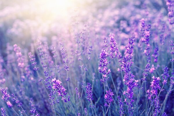 Lavendel kopen?