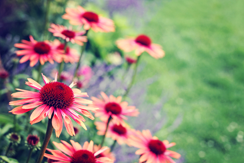 Voor alle planten, voor in de kamer of tuin, komt u naar GroenRijk nabij Waalwijk