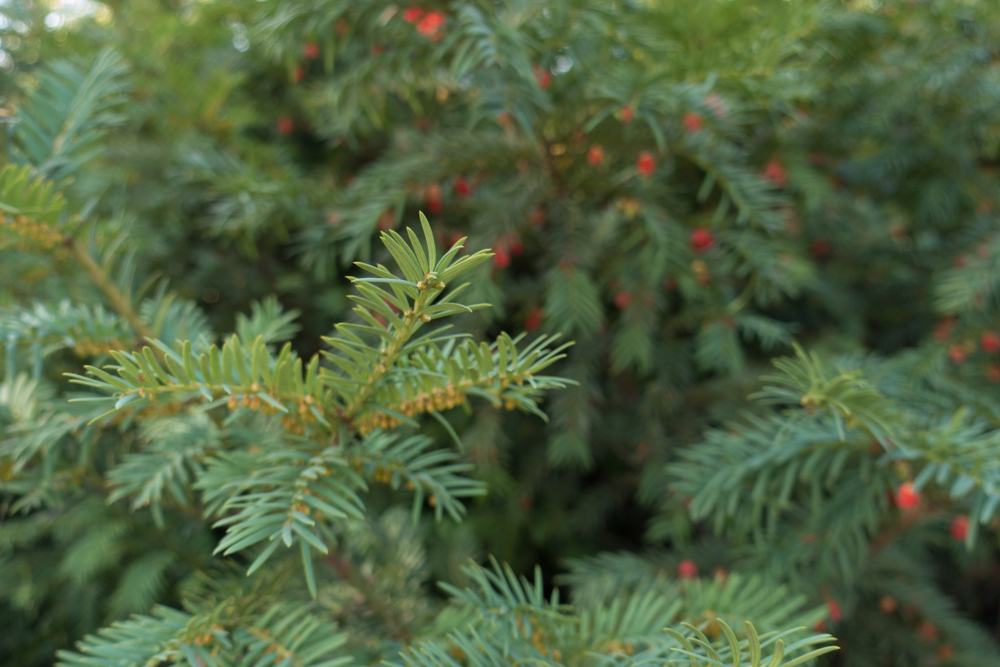 Taxus in de tuin